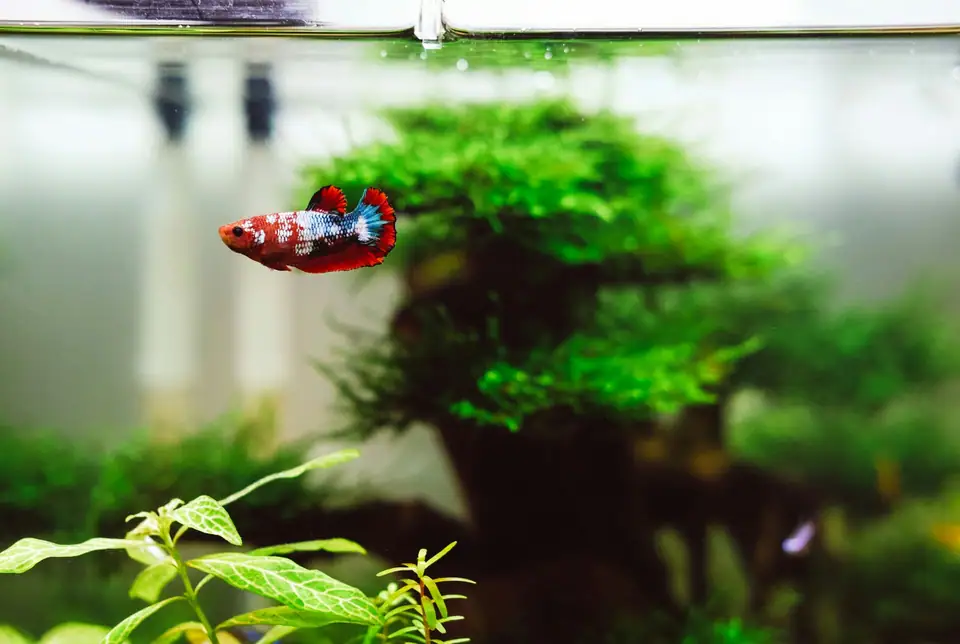 A red, white and blue betta swimming near the surface of a planted aquarium
