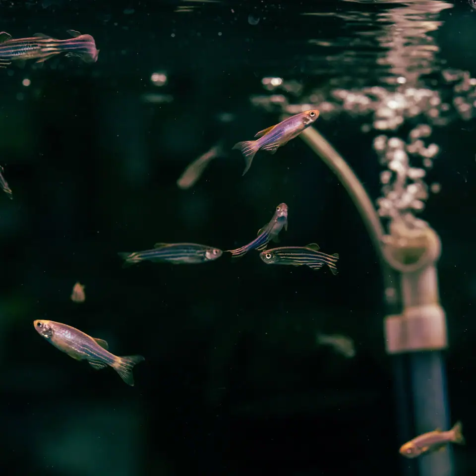 Zebra danios swimming beside a filter outflow pipe and a stream of bubbles in an aquarium