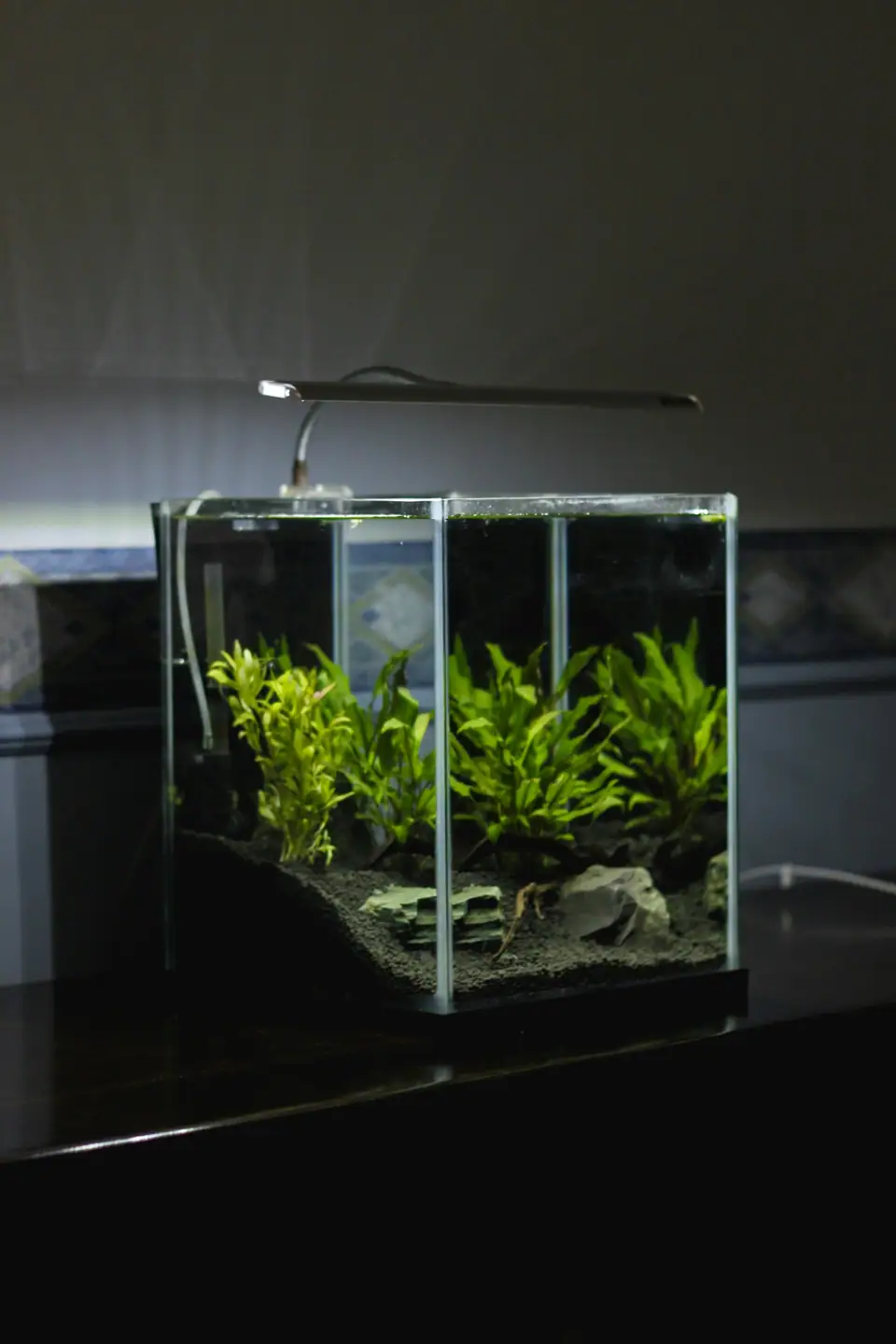 A newly planted cube aquarium under a clip-on light, with no fish yet
